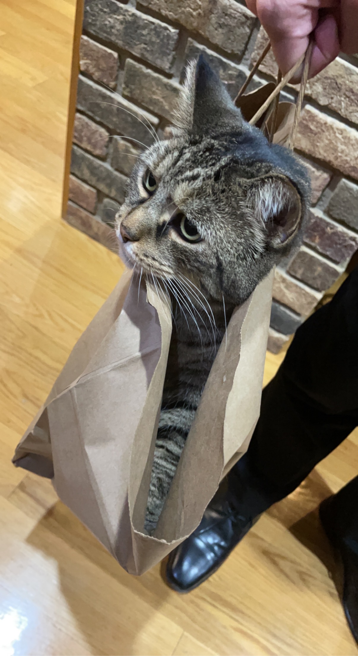My cat