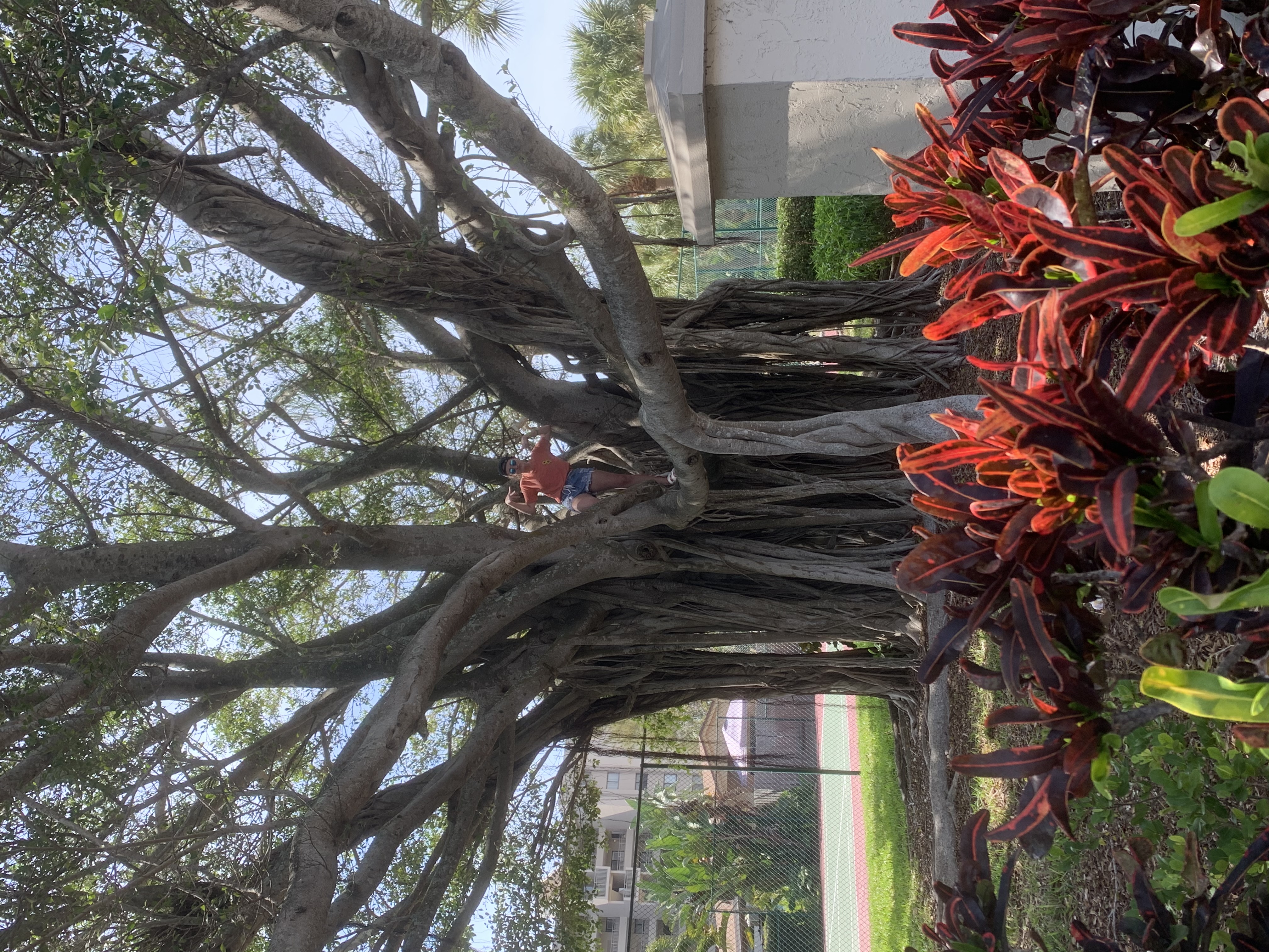 Me In a Tree
